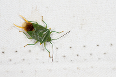 Acanthosoma fallax