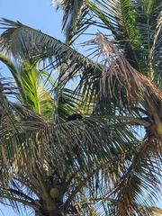 Corvus splendens splendens