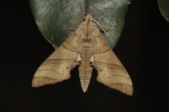 Marumba dyras