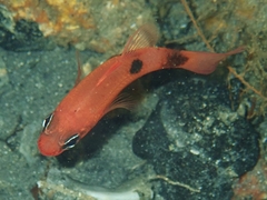 Apogon maculatus