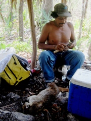 Nasua narica yucatanica