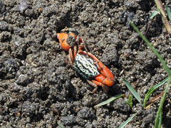 Paraleptuca splendida