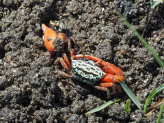 Paraleptuca splendida