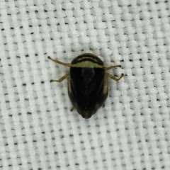 Clastoptera testacea