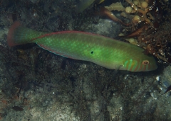 Xyrichtys splendens