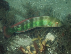 Xyrichtys splendens