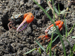 Paraleptuca splendida