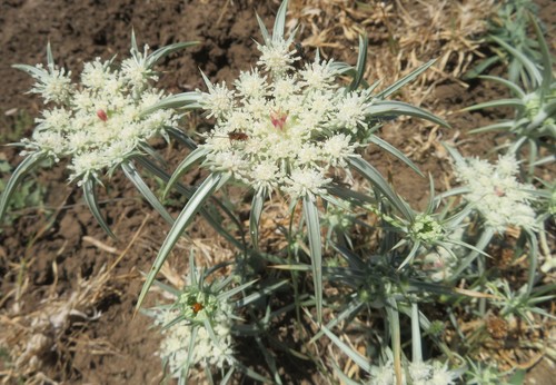 Exoacantha heterophylla Labill.