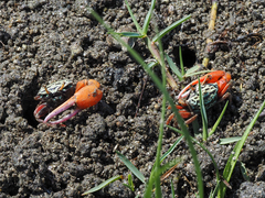 Paraleptuca splendida