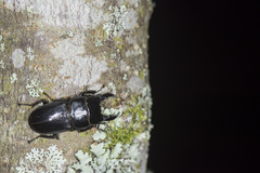 Dorcus miwai