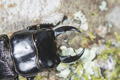 Dorcus miwai