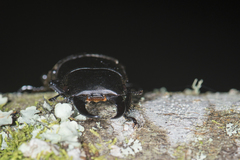 Dorcus miwai