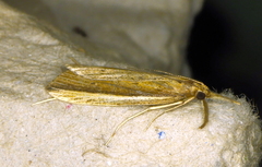 Donacaula albicostellus