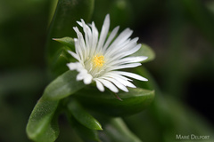 Delosperma ecklonis