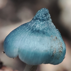 Clitocybula azurea