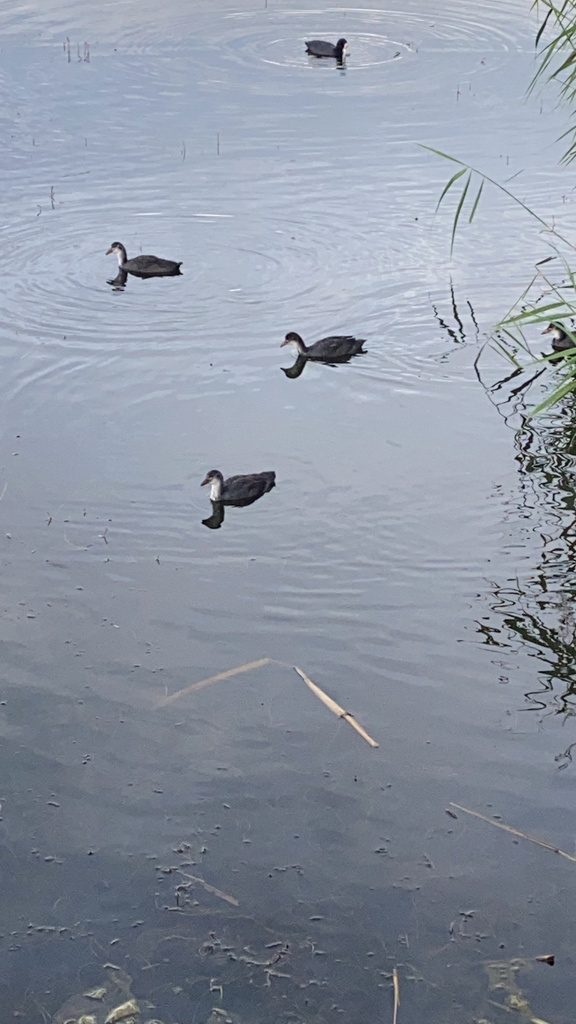 Eurasian Coot from Белевский проспект, Санкт-Петербург, Санкт-Петербург ...