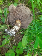 Suillus viscidus