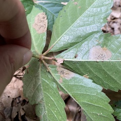 Phyllocnistis ampelopsiella