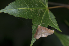 Garaeus apicata