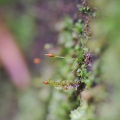 Brachydontium trichodes