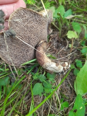 Suillus viscidus