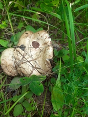 Suillus viscidus