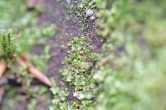 Brachydontium trichodes