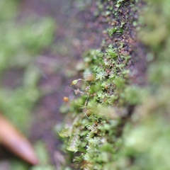 Brachydontium trichodes