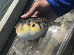 Northern Puffer photo 2