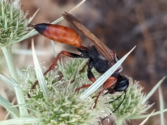 Sphex flavipennis