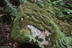 Brachydontium trichodes