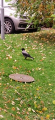 Corvus cornix