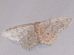 Scopula marginepunctata