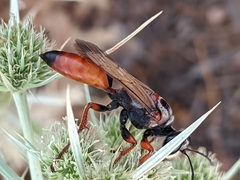 Sphex flavipennis