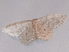 Scopula marginepunctata