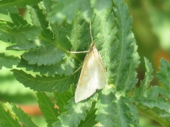 Udea lutealis
