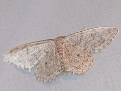 Scopula marginepunctata