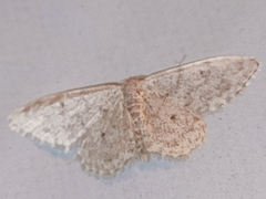 Scopula marginepunctata