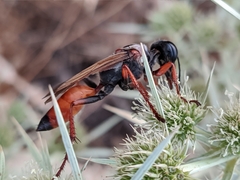 Sphex flavipennis