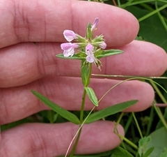 Stachys hyssopifolia