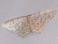 Scopula marginepunctata