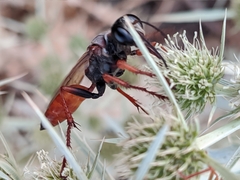 Sphex flavipennis