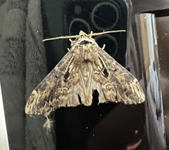 Hexafrenum maculifer