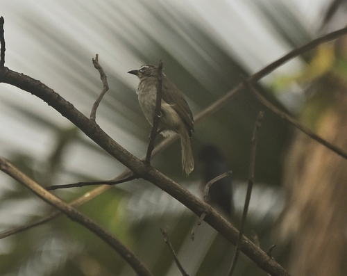 White-browed Bulbul (Pycnonotus luteolus), photo 8