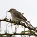 African Gray Flycatcher - Photo (c) Carol Foil, some rights reserved (CC BY-NC-ND)