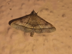 Hypospila