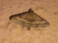 Hypospila