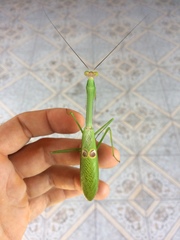 Stagmatoptera binotata
