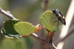 Acmaeodera jocosa