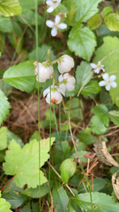 Pyrola elliptica
